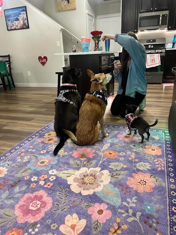 Picture of the Animal Listed